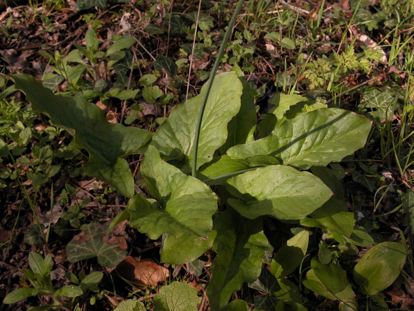 Cuckoo-pint leaf